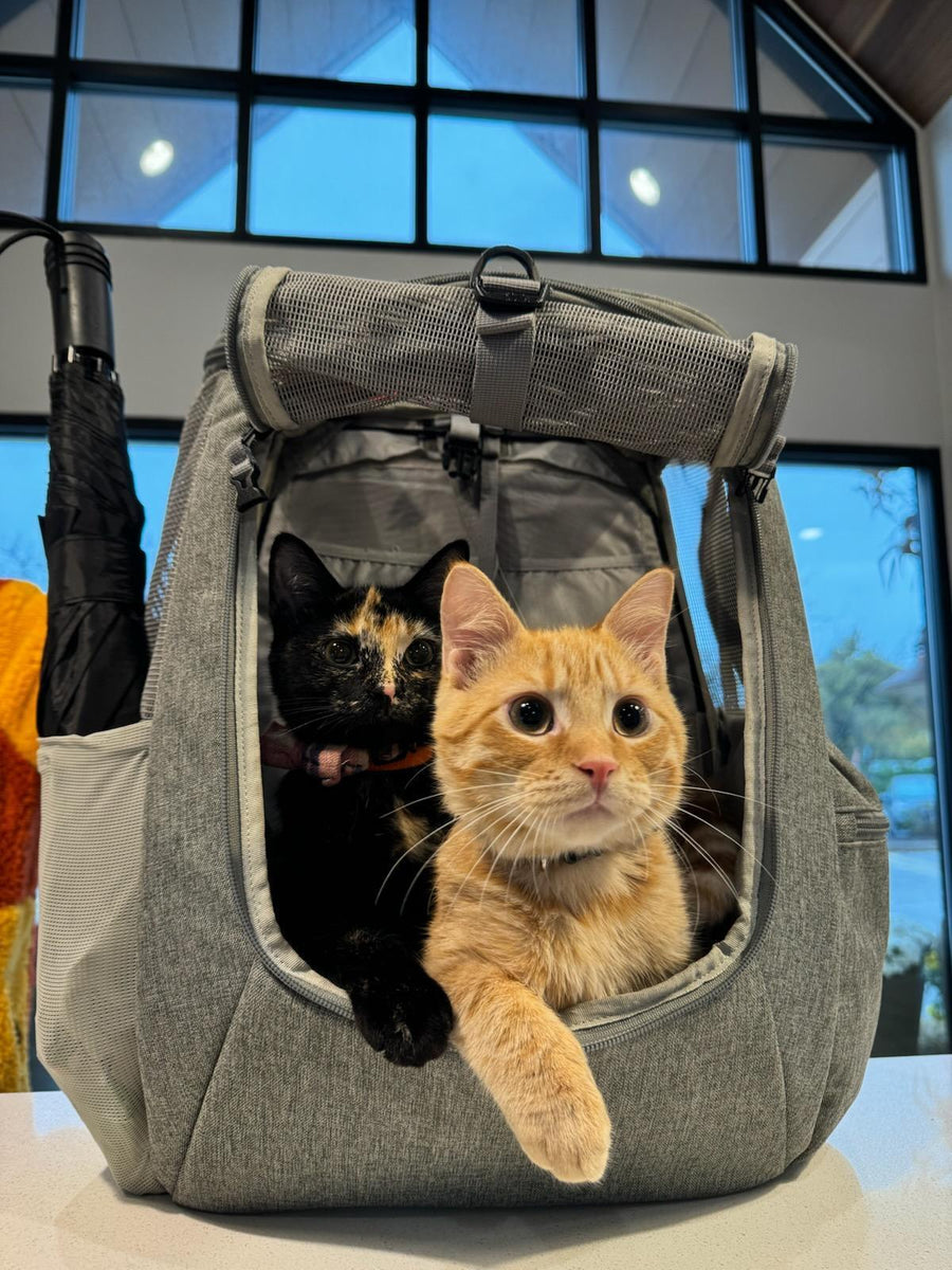 George and Lucky together in their pet stroller