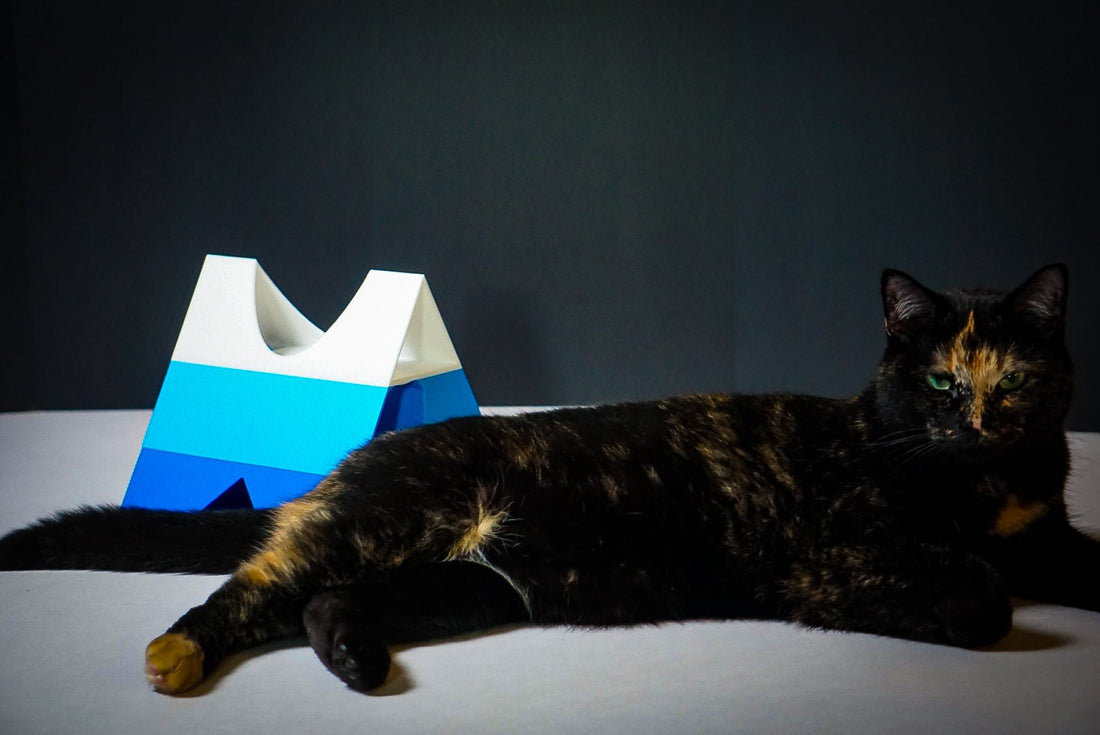 Build Your Cat’s Perfect Play Space—One Module at a Time