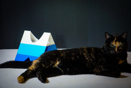 Build Your Cat’s Perfect Play Space—One Module at a Time
