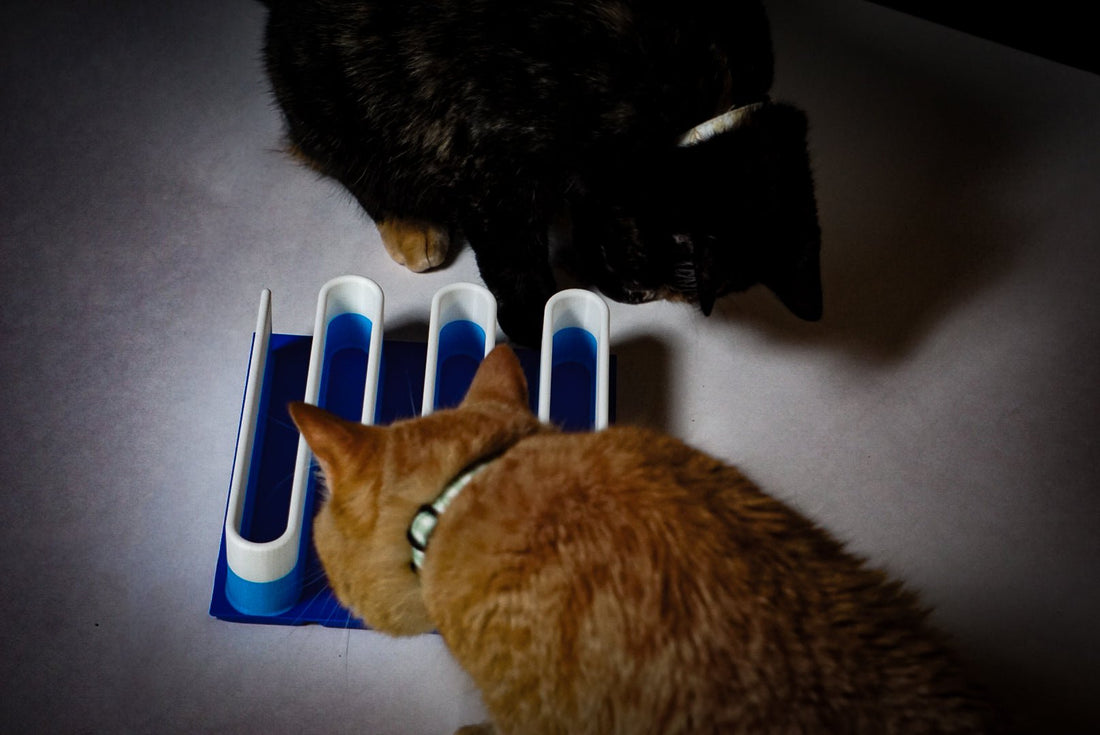 Why Cats Need Enrichment: Benefits of Modular Play Spaces