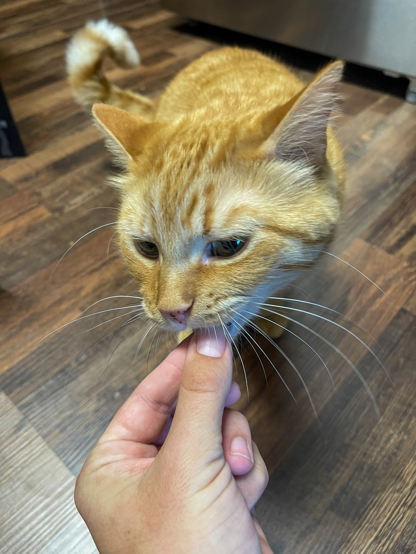 Private Label Nip and Chicken Cat Treats