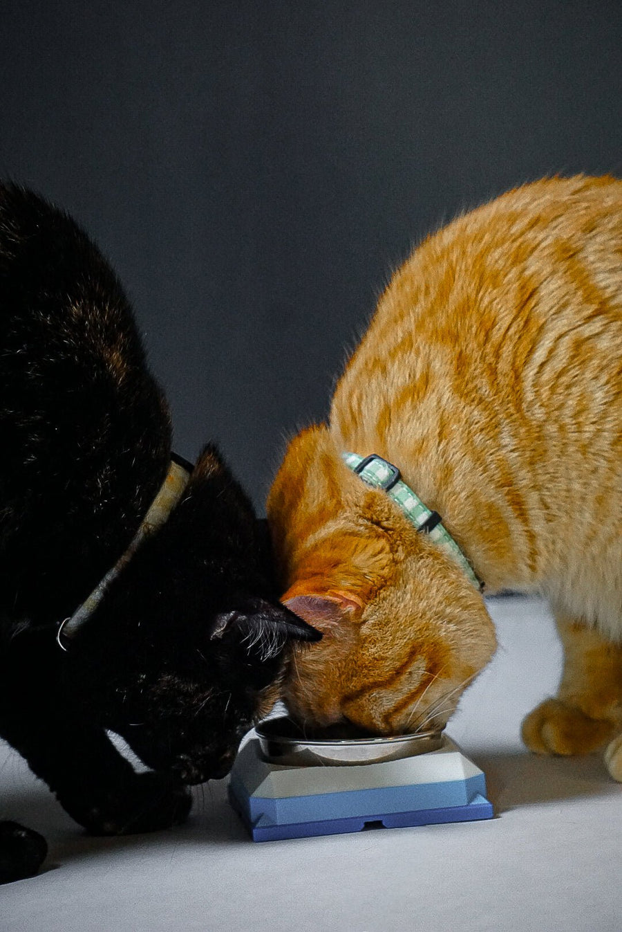Snap-Cat Feeding Bowl