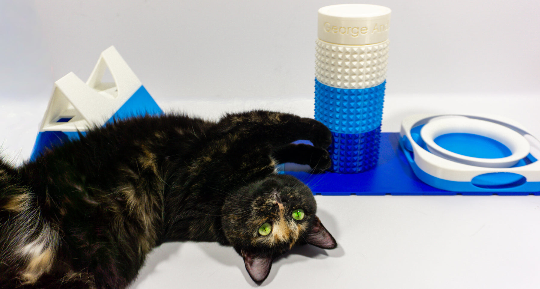 Lucky beside blue and white Snap-Cat feeding and play modules